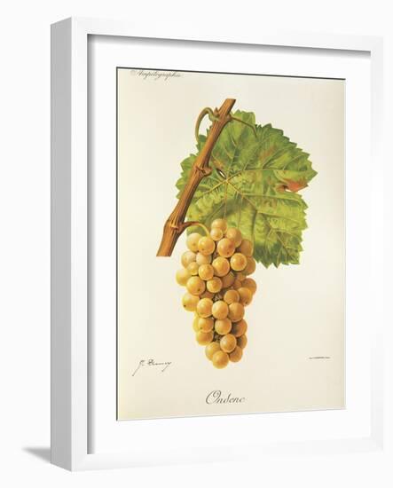 Ondenc Grape-J. Troncy-Framed Giclee Print