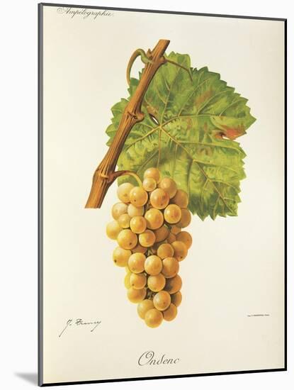 Ondenc Grape-J. Troncy-Mounted Giclee Print