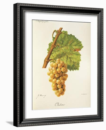 Ondenc Grape-J. Troncy-Framed Giclee Print