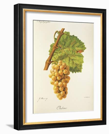 Ondenc Grape-J. Troncy-Framed Giclee Print