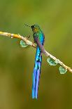 Green and Blue Hummingbird Sparkling Violetear Flying next to Beautiful Yelow Flower-Ondrej Prosicky-Photographic Print