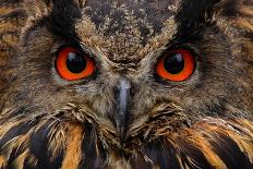 Detail Face Portrait of Bird, Big Orange Eyes and Bill, Eagle Owl, Bubo Bubo, Rare Wild Animal in T-Ondrej Prosicky-Photographic Print