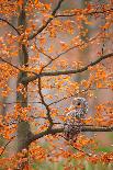 Grey Ural Owl, Strix Uralensis, Sitting on Tree Branch, at Orange Leaves Oak Autumn Forest, Bird In-Ondrej Prosicky-Photographic Print