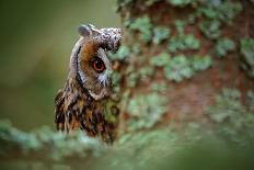 Hidden Portrait Long-Eared Owl with Big Orange Eyes behind Larch Tree Trunk, Wild Animal in the Nat-Ondrej Prosicky-Photographic Print