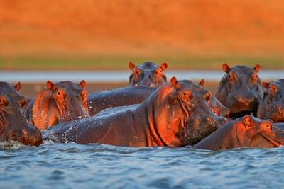 Hippopotamus Color Photography Wall Art: Prints, Paintings