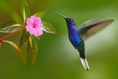 Hummingbird Violet Sabrewing Flying next to Beautiful Pink Flower-Ondrej Prosicky-Photographic Print