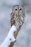 Hidden Portrait Long-Eared Owl with Big Orange Eyes behind Larch Tree Trunk, Wild Animal in the Nat-Ondrej Prosicky-Photographic Print