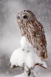 Winter Wildlife Scene with Owl. Tawny Owl Snow Covered in Snowfall during Winter. Action Snowfall S-Ondrej Prosicky-Photographic Print