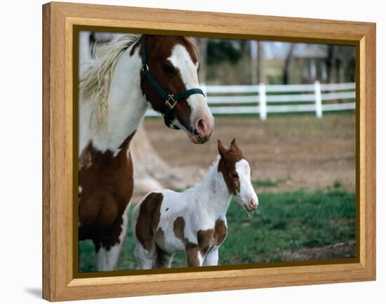 One Day Old Horse with Mother-Chris Rogers-Framed Premier Image Canvas