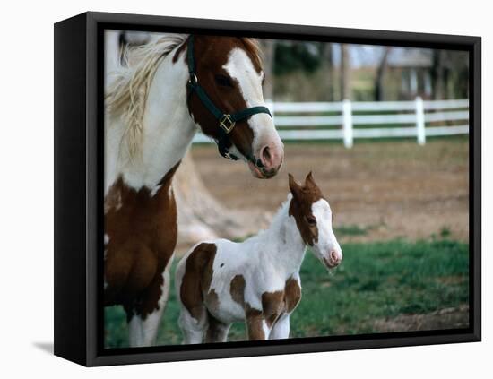One Day Old Horse with Mother-Chris Rogers-Framed Premier Image Canvas