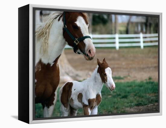 One Day Old Horse with Mother-Chris Rogers-Framed Premier Image Canvas