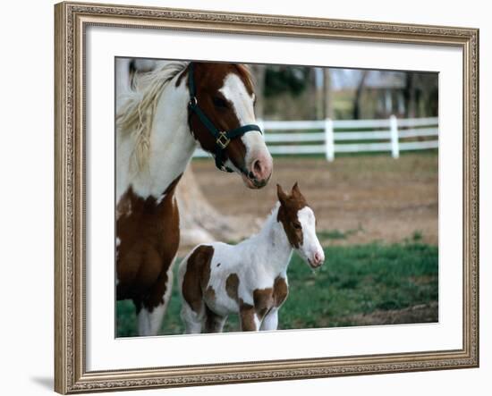 One Day Old Horse with Mother-Chris Rogers-Framed Photographic Print