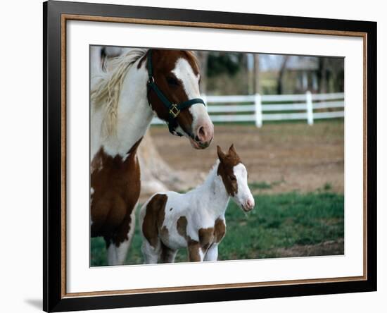 One Day Old Horse with Mother-Chris Rogers-Framed Photographic Print