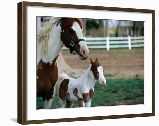 One Day Old Horse with Mother-Chris Rogers-Framed Photographic Print