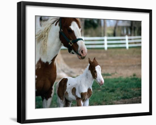 One Day Old Horse with Mother-Chris Rogers-Framed Photographic Print