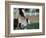 One Day Old Horse with Mother-Chris Rogers-Framed Photographic Print