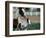 One Day Old Horse with Mother-Chris Rogers-Framed Photographic Print