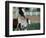 One Day Old Horse with Mother-Chris Rogers-Framed Photographic Print