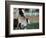 One Day Old Horse with Mother-Chris Rogers-Framed Photographic Print