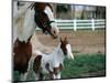 One Day Old Horse with Mother-Chris Rogers-Mounted Photographic Print