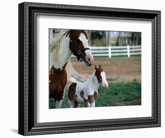 One Day Old Horse with Mother-Chris Rogers-Framed Photographic Print