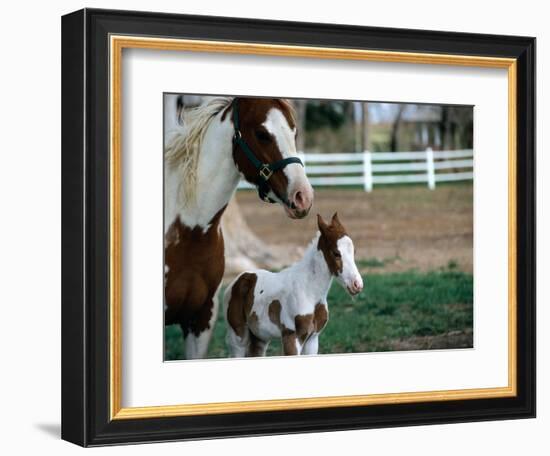 One Day Old Horse with Mother-Chris Rogers-Framed Photographic Print