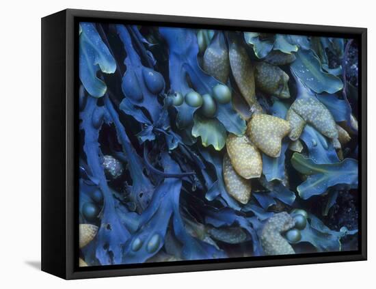 One finds this kelp growing on the beach in Hellnar, Iceland.-Mallorie Ostrowitz-Framed Premier Image Canvas