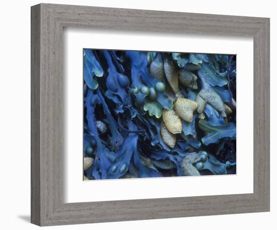 One finds this kelp growing on the beach in Hellnar, Iceland.-Mallorie Ostrowitz-Framed Photographic Print