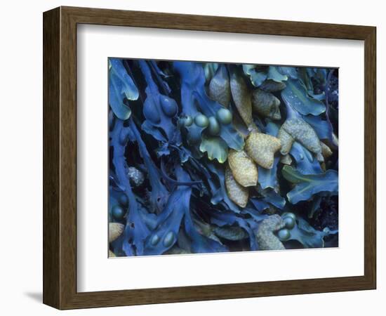 One finds this kelp growing on the beach in Hellnar, Iceland.-Mallorie Ostrowitz-Framed Photographic Print