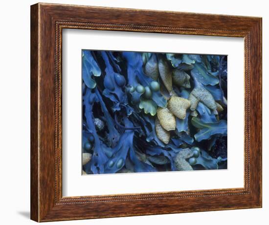 One finds this kelp growing on the beach in Hellnar, Iceland.-Mallorie Ostrowitz-Framed Photographic Print