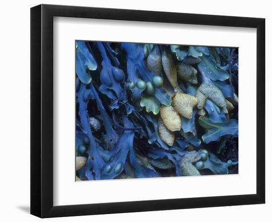 One finds this kelp growing on the beach in Hellnar, Iceland.-Mallorie Ostrowitz-Framed Photographic Print