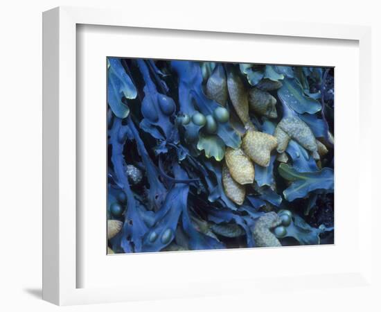 One finds this kelp growing on the beach in Hellnar, Iceland.-Mallorie Ostrowitz-Framed Photographic Print