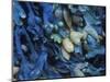 One finds this kelp growing on the beach in Hellnar, Iceland.-Mallorie Ostrowitz-Mounted Photographic Print