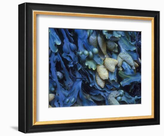 One finds this kelp growing on the beach in Hellnar, Iceland.-Mallorie Ostrowitz-Framed Photographic Print