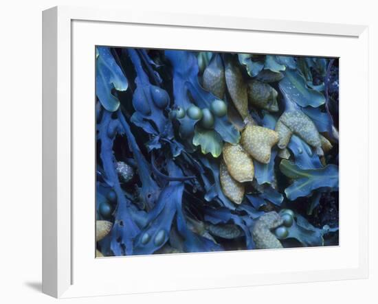 One finds this kelp growing on the beach in Hellnar, Iceland.-Mallorie Ostrowitz-Framed Photographic Print