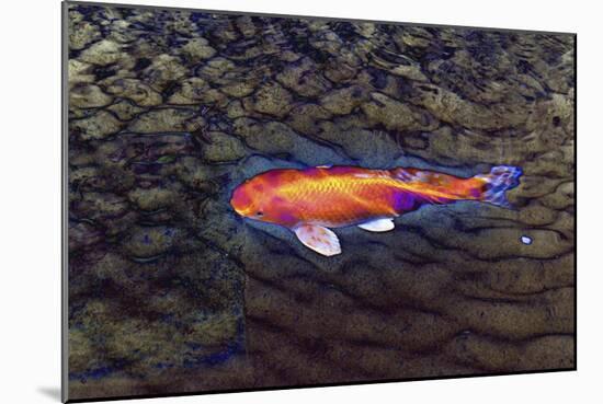 One Gold Fish-Tom Kelly-Mounted Giclee Print