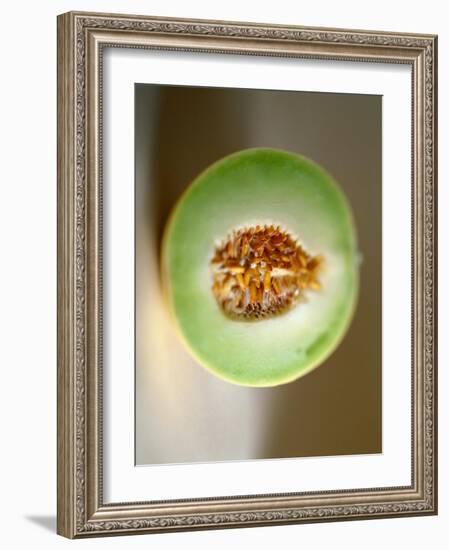 One Half of a Honeydew Melon-Chris Rogers-Framed Photographic Print