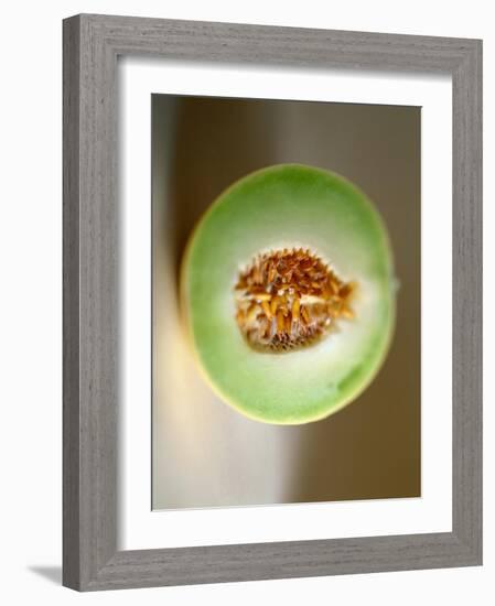 One Half of a Honeydew Melon-Chris Rogers-Framed Photographic Print