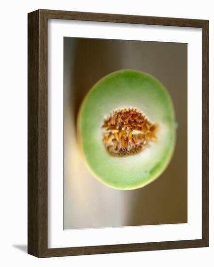 One Half of a Honeydew Melon-Chris Rogers-Framed Photographic Print