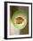 One Half of a Honeydew Melon-Chris Rogers-Framed Photographic Print