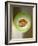 One Half of a Honeydew Melon-Chris Rogers-Framed Photographic Print