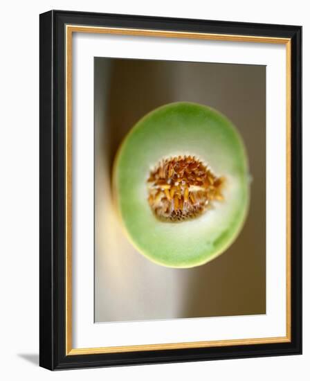 One Half of a Honeydew Melon-Chris Rogers-Framed Photographic Print