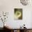 One Half of a Honeydew Melon-Chris Rogers-Photographic Print displayed on a wall