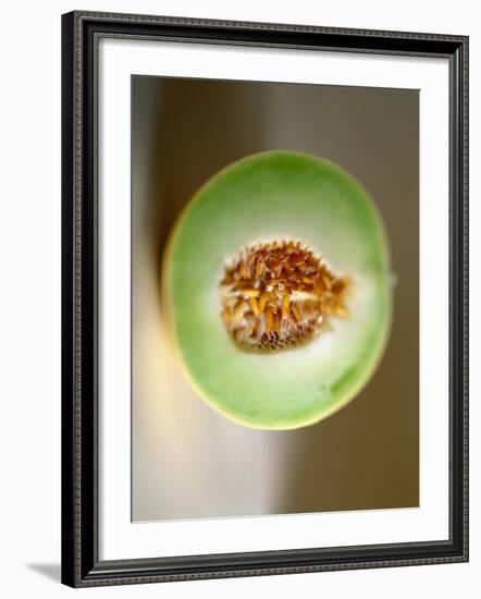 One Half of a Honeydew Melon-Chris Rogers-Framed Photographic Print