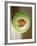 One Half of a Honeydew Melon-Chris Rogers-Framed Photographic Print