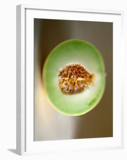 One Half of a Honeydew Melon-Chris Rogers-Framed Photographic Print