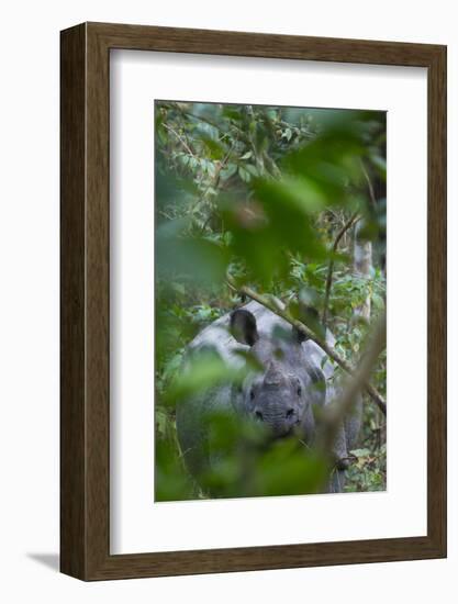 One-horned Asian rhinoceros, Chitwan National Park, Nepal-Juan Carlos Munoz-Framed Photographic Print