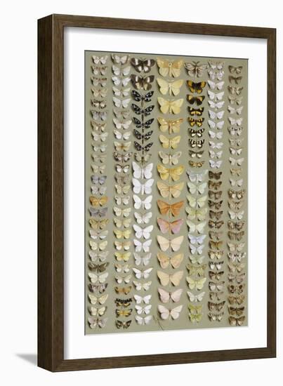 One Hundred and Fifty-eight Medium and Small-sized Moths in Seven Columns-Marian Ellis Rowan-Framed Giclee Print
