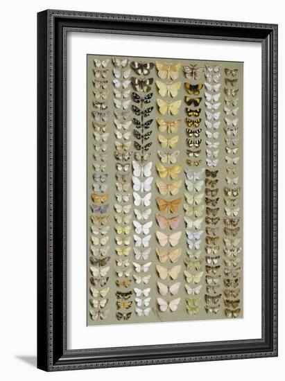 One Hundred and Fifty-eight Medium and Small-sized Moths in Seven Columns-Marian Ellis Rowan-Framed Giclee Print