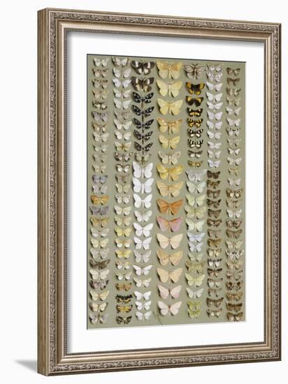 One Hundred and Fifty-eight Medium and Small-sized Moths in Seven Columns-Marian Ellis Rowan-Framed Giclee Print